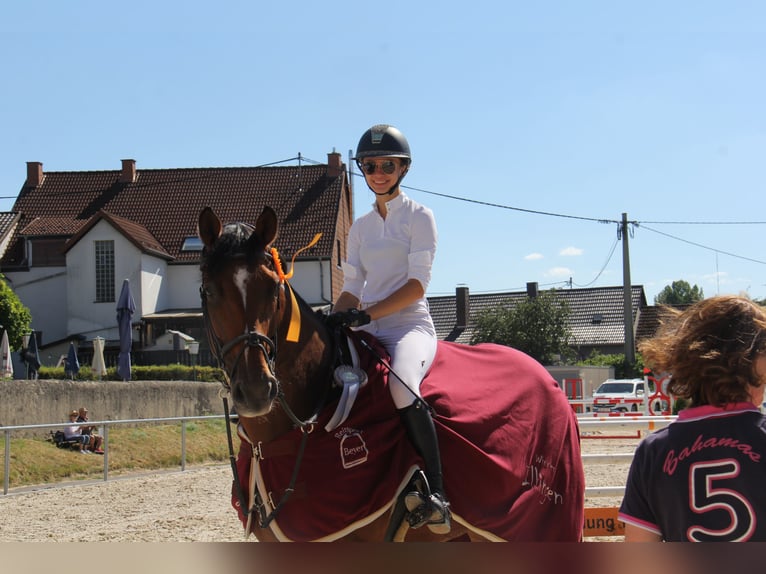 Belgian Sport Horse Gelding 13 years 16,3 hh Brown-Light in Neunkirchen/Saar