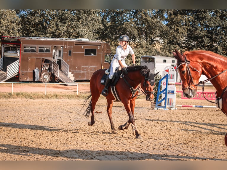 Belgian Sport Horse Gelding 13 years 16,3 hh Brown-Light in Neunkirchen/Saar