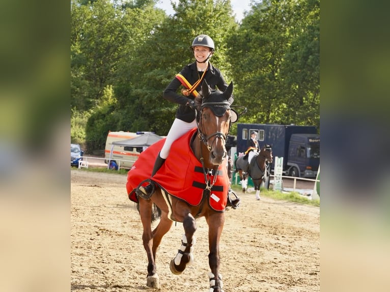 Belgian Sport Horse Gelding 13 years 16,3 hh Brown-Light in Neunkirchen/Saar