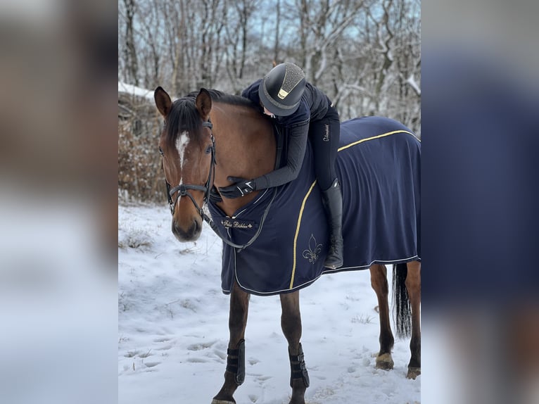 Belgian Sport Horse Gelding 13 years 16,3 hh Brown-Light in Neunkirchen/Saar