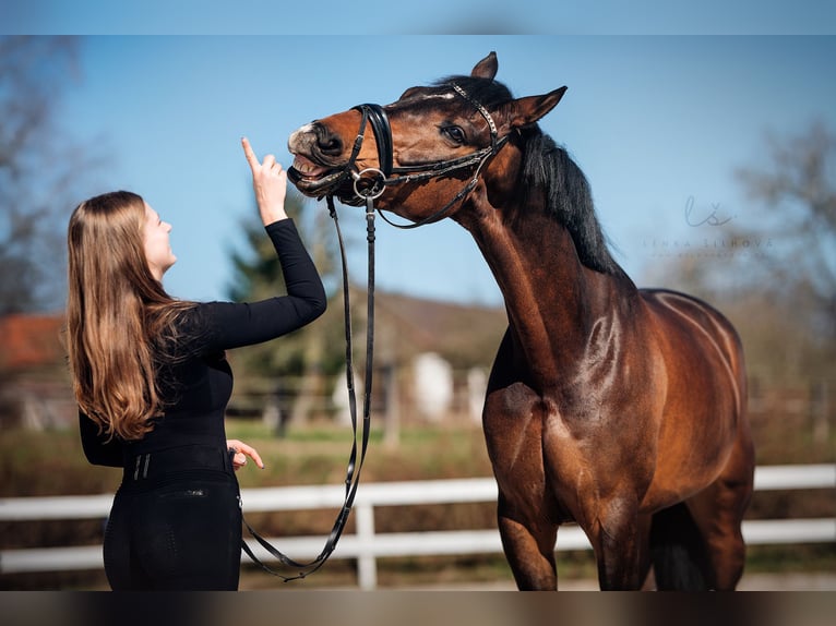 Belgian Sport Horse Gelding 13 years 16,2 hh Brown in Veghel