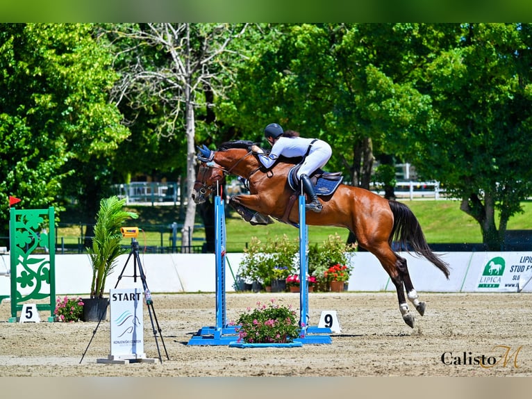 Belgian Sport Horse Gelding 13 years 17.1 hh Bay in Sempas