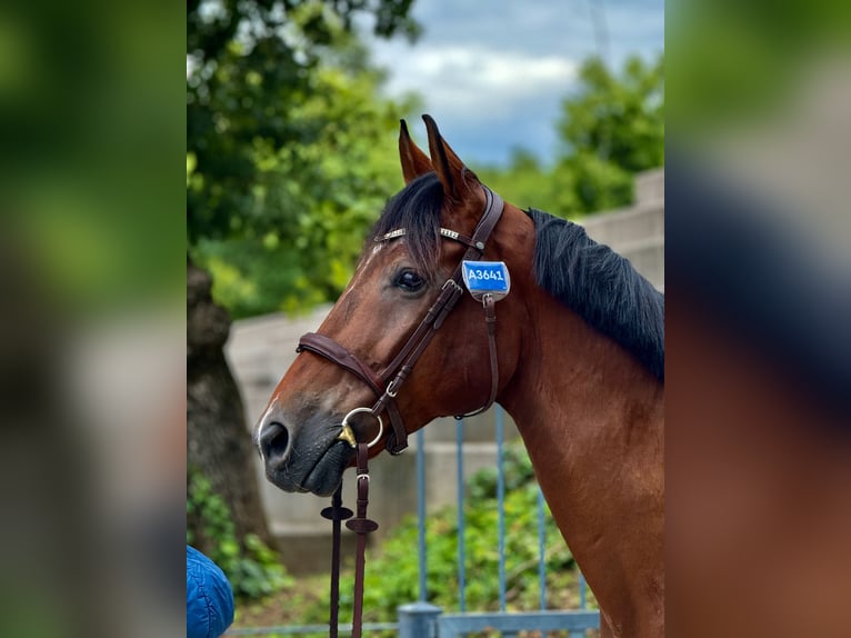 Belgian Sport Horse Gelding 13 years 17,1 hh Bay in Sempas