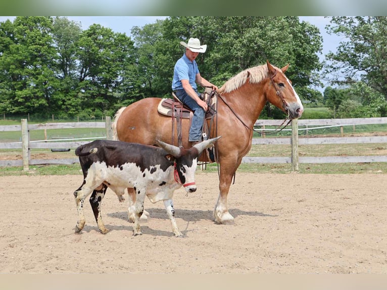Belgian Sport Horse Gelding 13 years Sorrel in Howell, MI