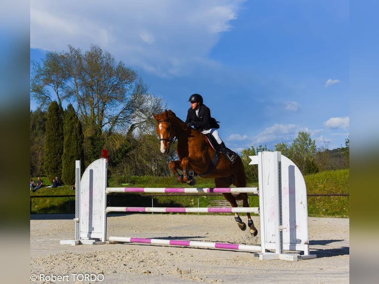 Belgian Sport Horse Gelding 14 years 17,1 hh Chestnut-Red in Saint-Laurent-du-Var