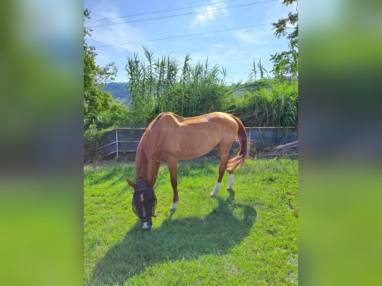 Belgian Sport Horse Gelding 14 years 17,1 hh Chestnut-Red in Saint-Laurent-du-Var