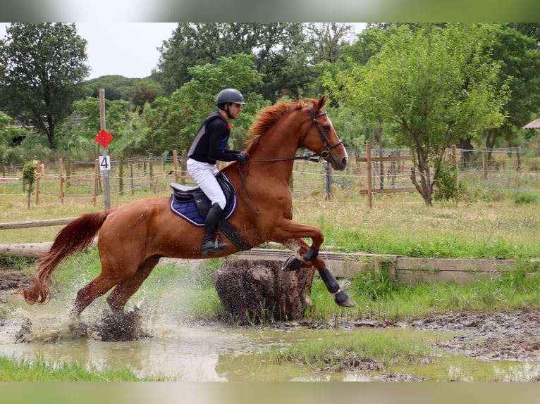 Belgian Sport Horse Gelding 14 years 17,1 hh Chestnut-Red in Saint-Laurent-du-Var