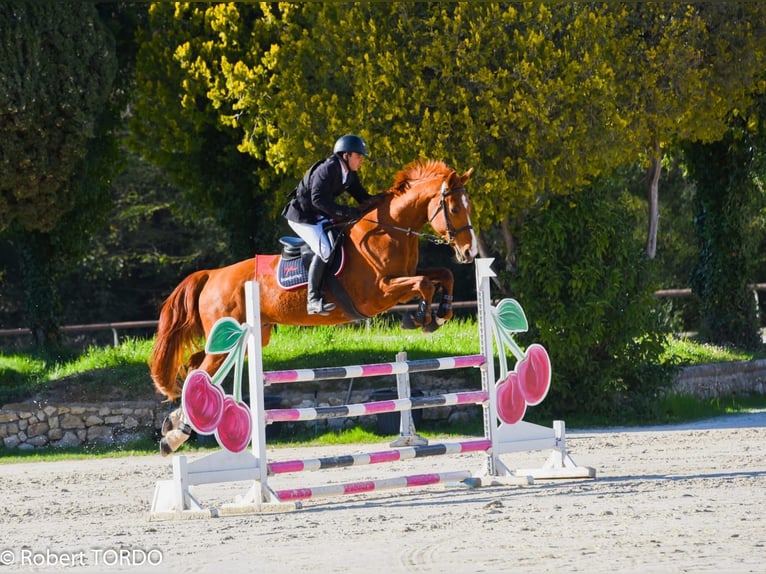 Belgian Sport Horse Gelding 14 years 17,1 hh Chestnut-Red in Saint-Laurent-du-Var