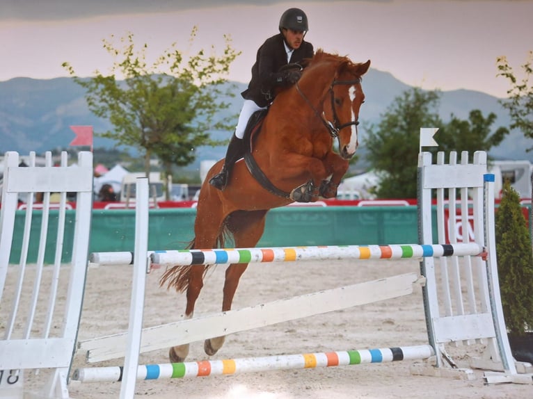 Belgian Sport Horse Gelding 14 years 17,1 hh Chestnut-Red in Saint-Laurent-du-Var