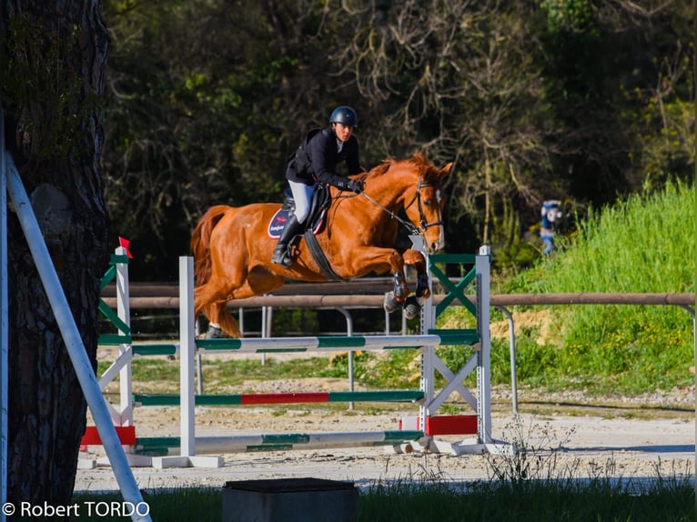 Belgian Sport Horse Gelding 14 years 17,1 hh Chestnut-Red in Saint-Laurent-du-Var