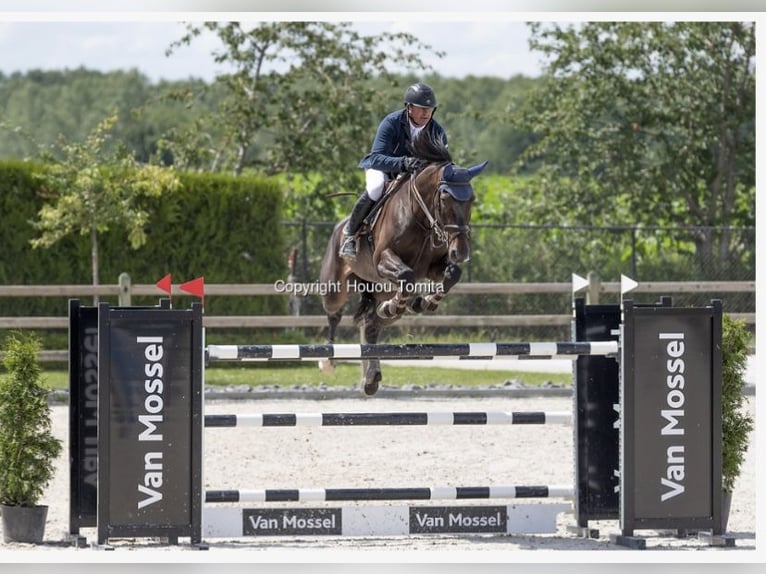 Belgian Sport Horse Gelding 14 years Bay-Dark in Policoro