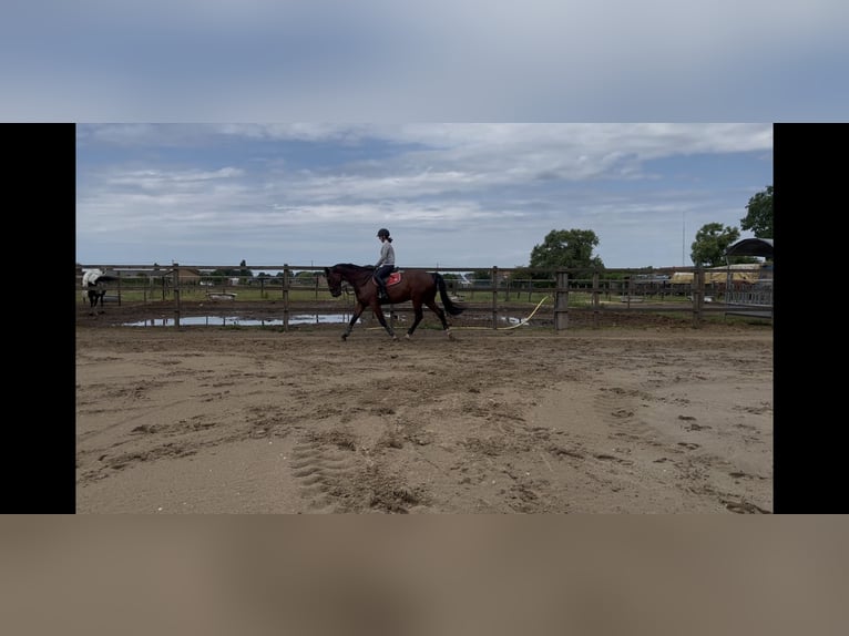 Belgian Sport Horse Gelding 15 years 17 hh Bay-Dark in Oudsbergen