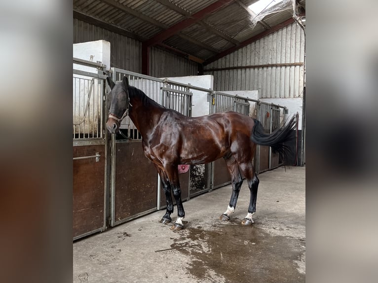 Belgian Sport Horse Gelding 15 years 17 hh Bay-Dark in Oudsbergen