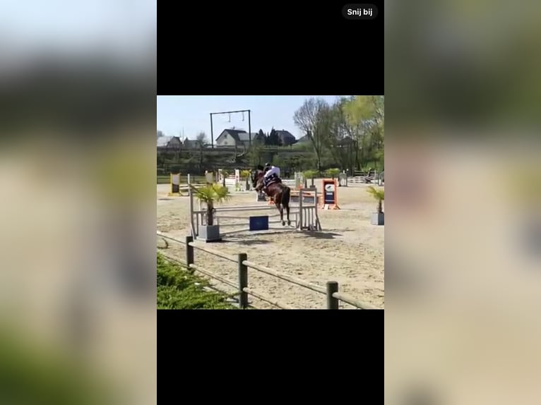 Belgian Sport Horse Gelding 15 years 17 hh Bay-Dark in Oudsbergen