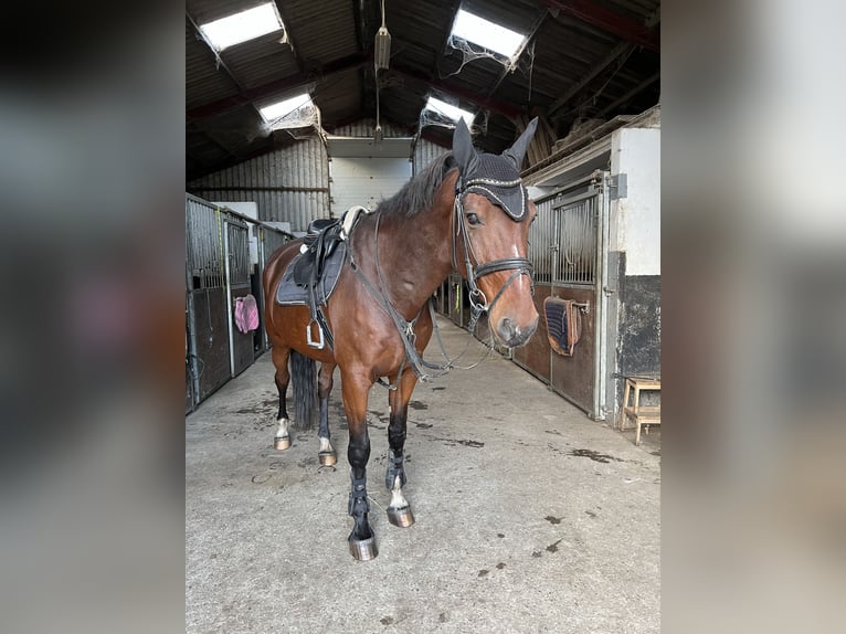 Belgian Sport Horse Gelding 15 years 17 hh Bay-Dark in Oudsbergen