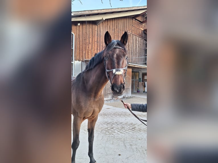 Belgian Sport Horse Gelding 15 years 17 hh Brown in Tulfes