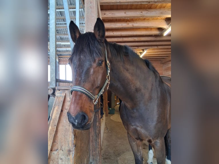 Belgian Sport Horse Gelding 15 years 17 hh Brown in Tulfes