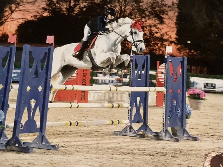 Belgian Sport Horse Gelding 16 years 16,2 hh Gray-Fleabitten in Luisago