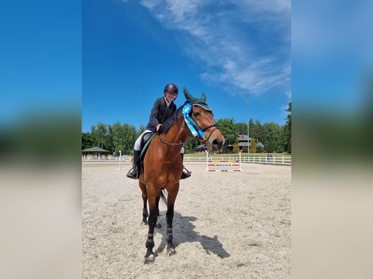 Belgian Sport Horse Mix Gelding 16 years 16 hh Chestnut in Kaunas