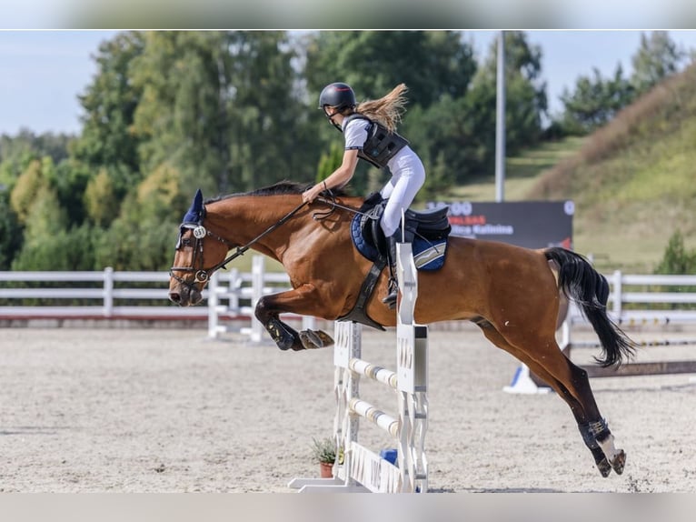 Belgian Sport Horse Mix Gelding 16 years 16 hh Chestnut in Kaunas