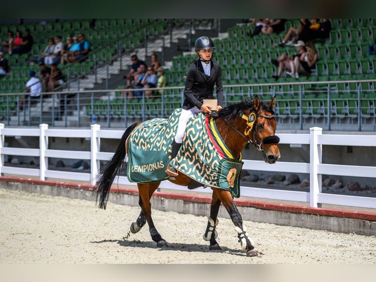 Belgian Sport Horse Mix Gelding 16 years 16 hh Chestnut in Kaunas