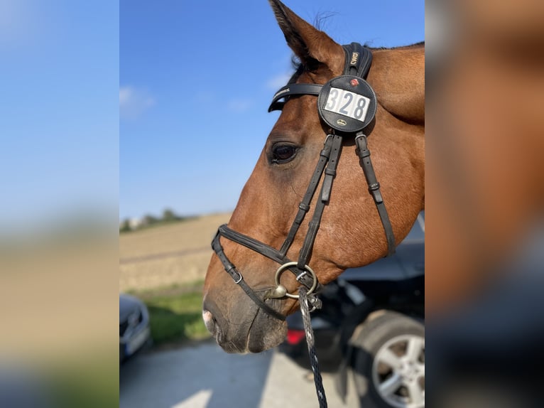 Belgian Sport Horse Mix Gelding 16 years 16 hh Chestnut in Kaunas