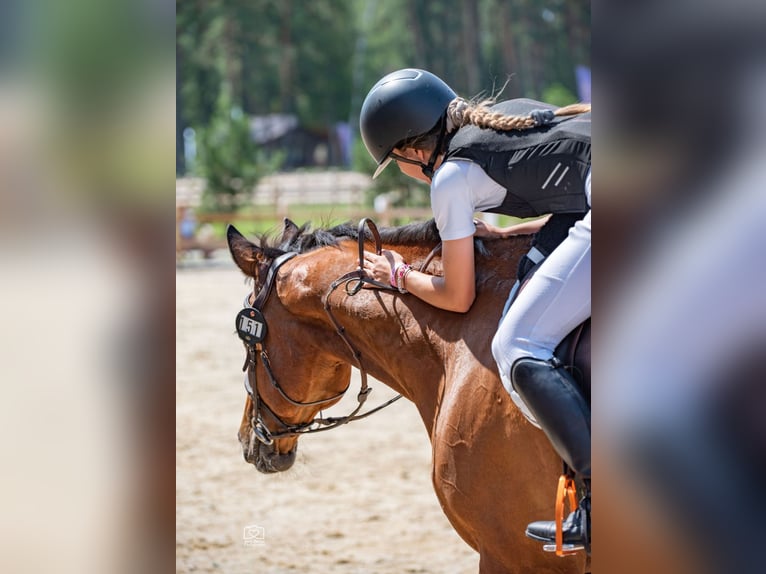 Belgian Sport Horse Mix Gelding 16 years 16 hh Chestnut in Kaunas