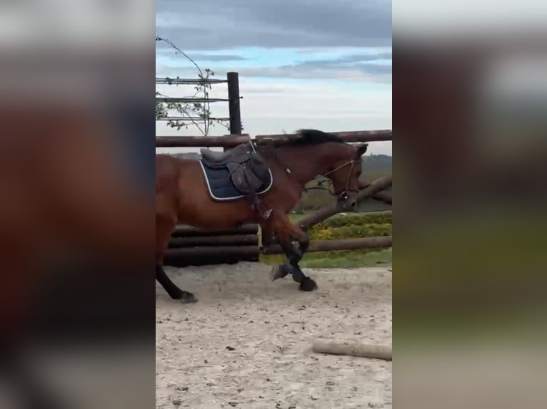 Belgian Sport Horse Gelding 17 years 16,1 hh Bay-Dark in LIEGE