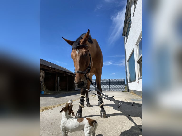 Belgian Sport Horse Gelding 18 years 17,2 hh in Wendelstein