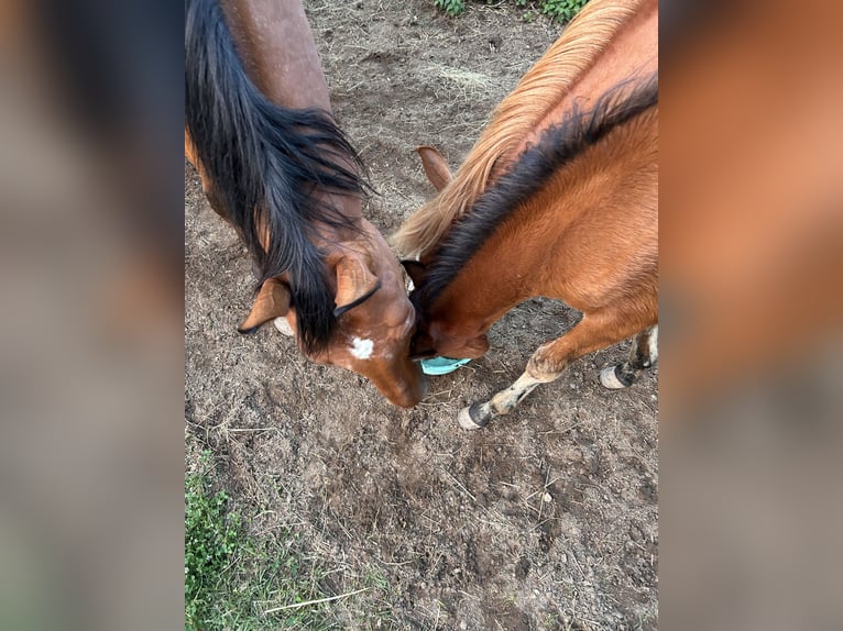 Belgian Sport Horse Gelding 18 years 17,2 hh in Wendelstein