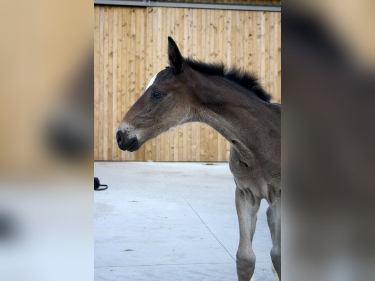 Belgian Sport Horse Gelding 1 year in Waremme