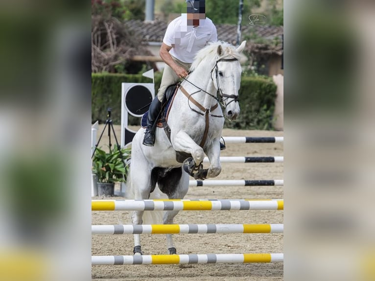 Belgian Sport Horse Gelding 23 years in Palma De Mallorca