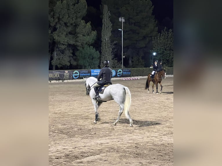 Belgian Sport Horse Gelding 23 years in Palma De Mallorca