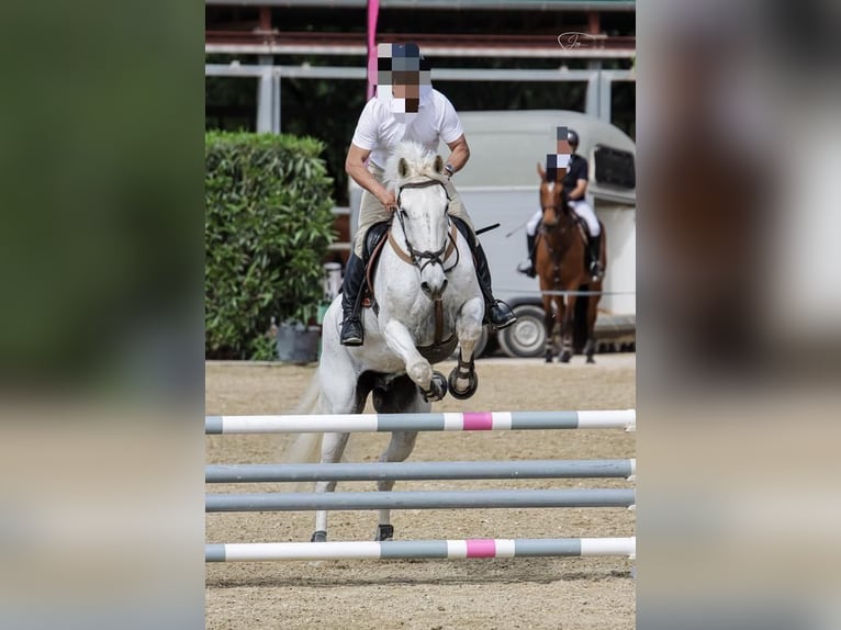 Belgian Sport Horse Gelding 23 years in Palma De Mallorca