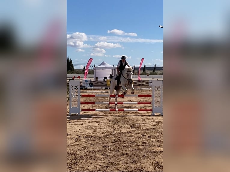 Belgian Sport Horse Gelding 23 years in Palma De Mallorca