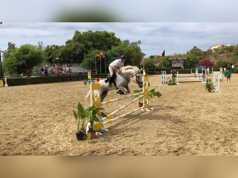 Belgian Sport Horse Gelding 23 years in Palma De Mallorca