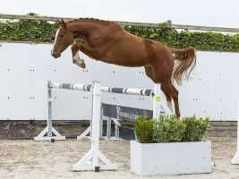 Belgian Sport Horse Gelding 3 years 16,1 hh Chestnut-Red in Waddinxveen