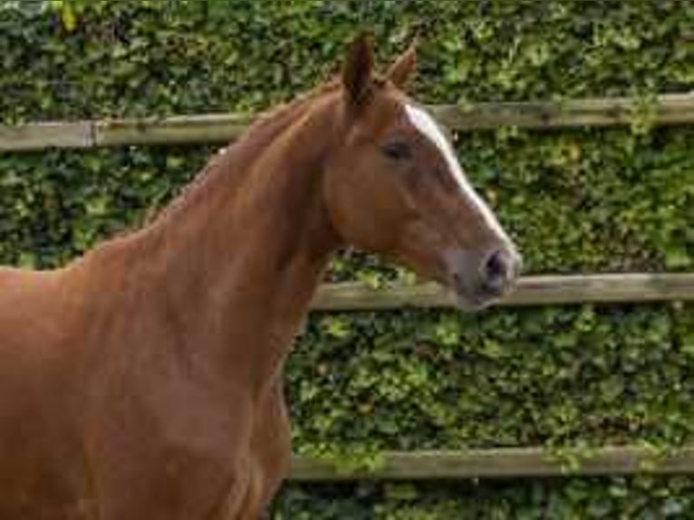 Belgian Sport Horse Gelding 3 years 16,1 hh Chestnut-Red in Waddinxveen