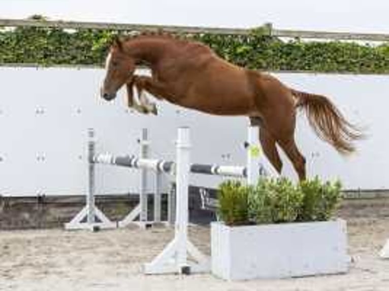 Belgian Sport Horse Gelding 3 years 16,1 hh Chestnut-Red in Waddinxveen