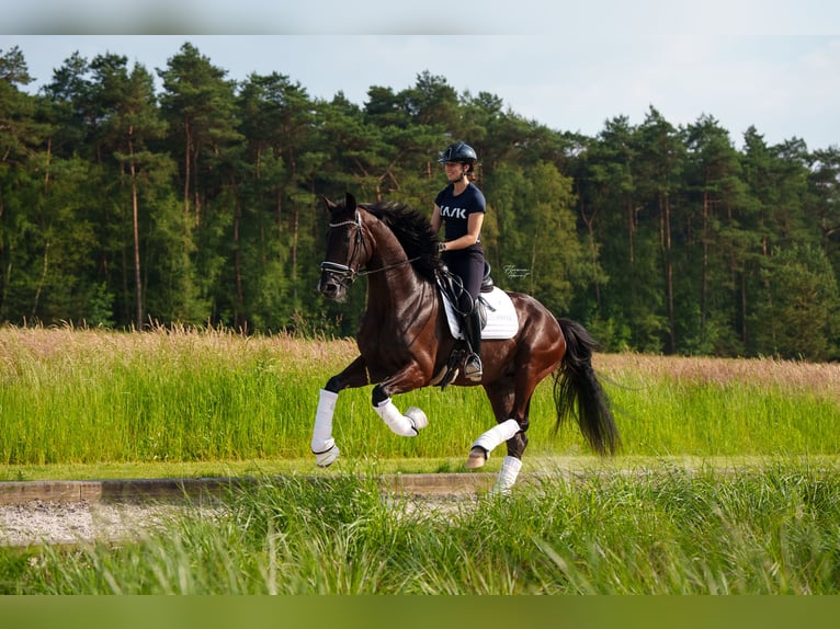 Belgian Sport Horse Gelding 3 years 16,2 hh Black in MAASTRICHT