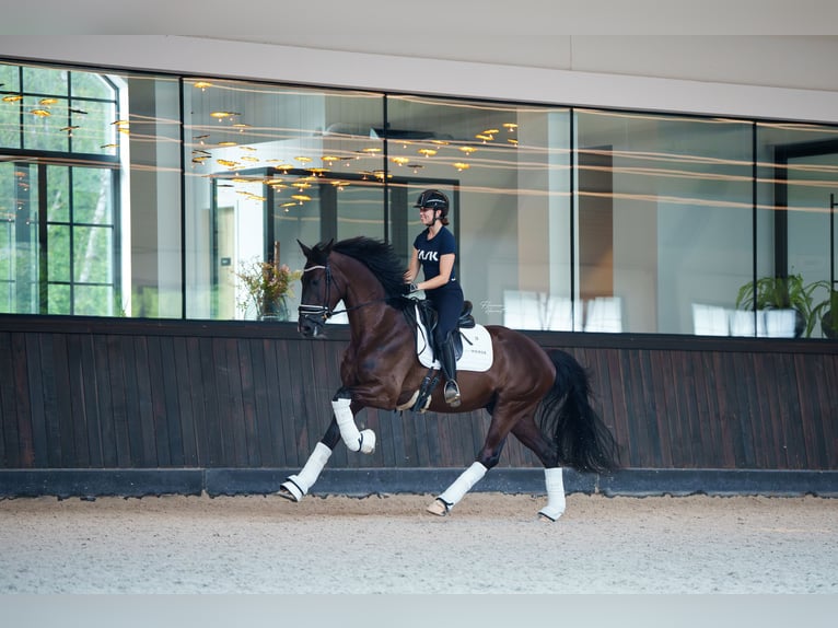 Belgian Sport Horse Gelding 3 years 16,2 hh Black in MAASTRICHT