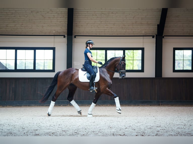 Belgian Sport Horse Gelding 3 years 16,2 hh Black in MAASTRICHT