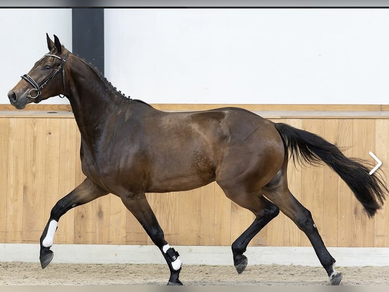 Belgian Sport Horse Gelding 3 years 16 hh Bay-Dark in Mannheim Belgian Sport Horse Gelding 3 years 16 hh Bay-Dark in Mannheim