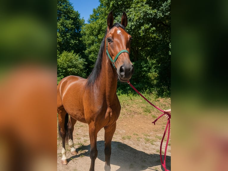 Belgian Sport Horse Gelding 3 years 16 hh Bay in Parmain