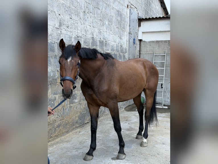 Belgian Sport Horse Gelding 3 years 16 hh Brown in Krzepielów