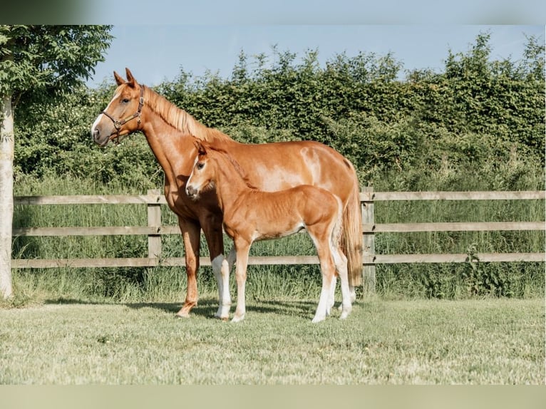 Belgian Sport Horse Gelding 3 years 16 hh Chestnut-Red in Oudenaarde