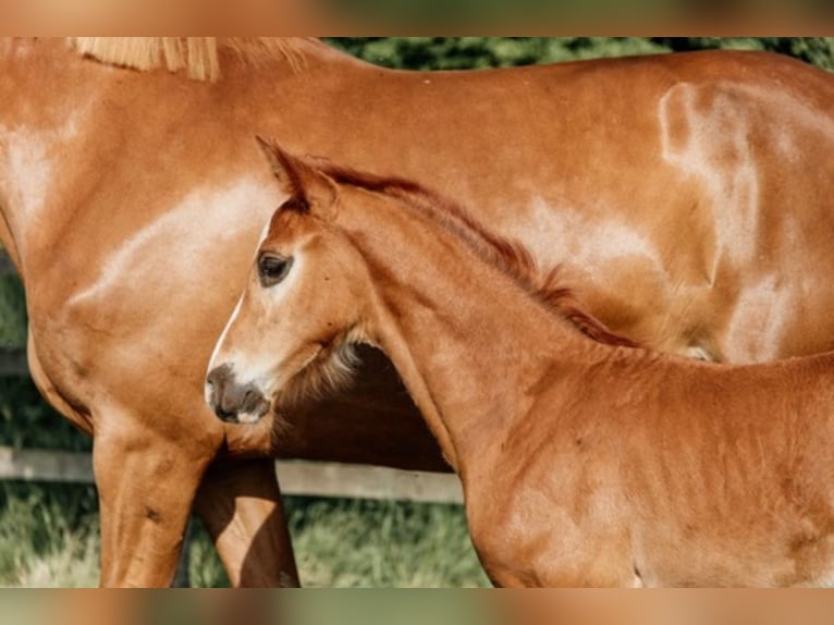 Belgian Sport Horse Gelding 3 years 16 hh Chestnut-Red in Oudenaarde