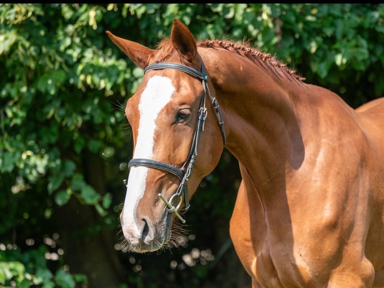 Belgian Sport Horse Gelding 3 years 17 hh Chestnut-Red in GROTE-BROGEL