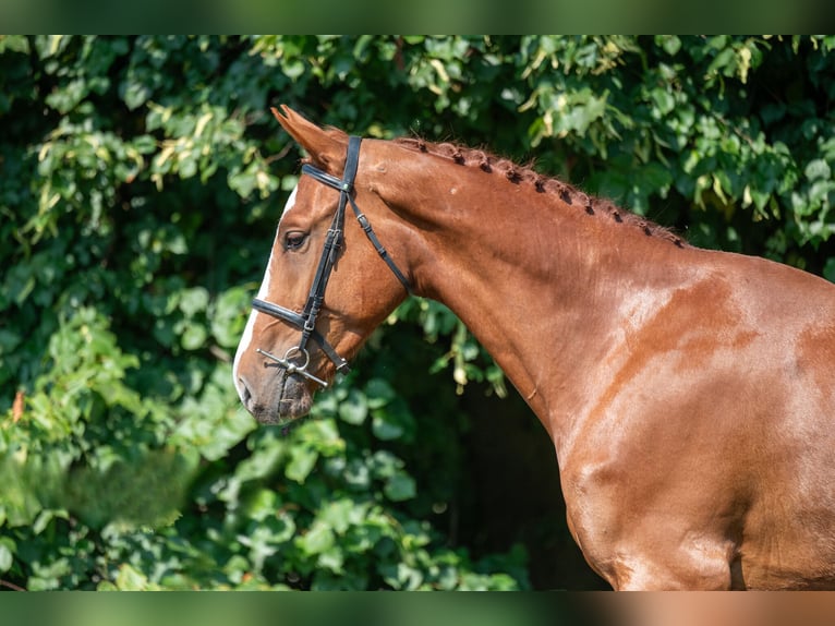 Belgian Sport Horse Gelding 3 years 17 hh Chestnut-Red in GROTE-BROGEL