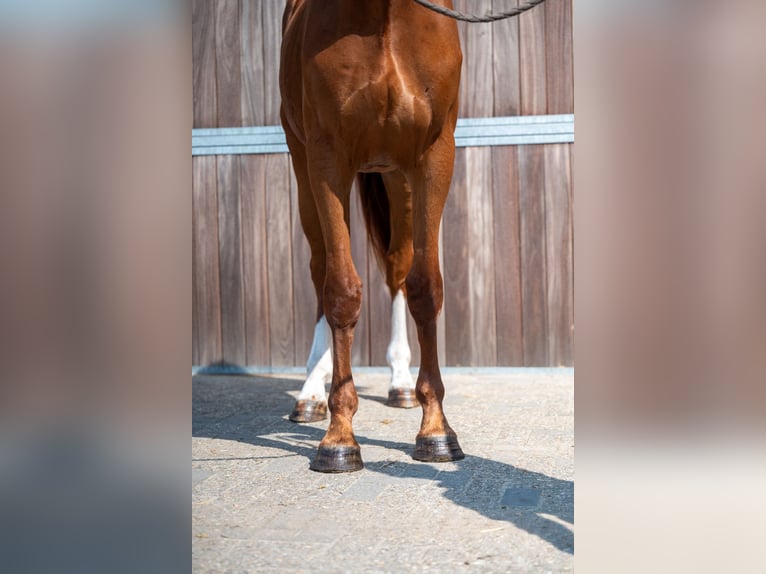 Belgian Sport Horse Gelding 3 years 17 hh Chestnut-Red in GROTE-BROGEL